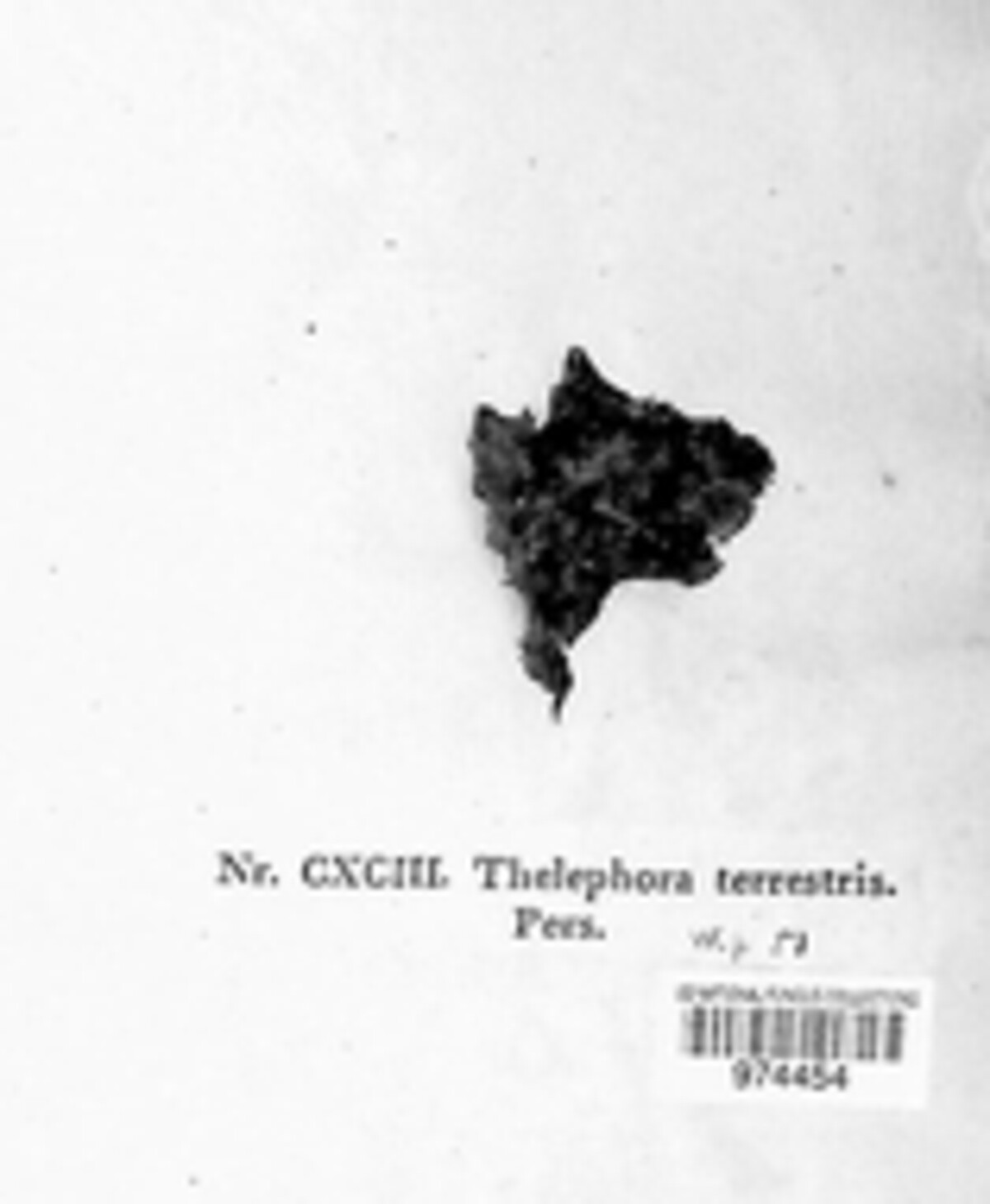 Thelephora terrestris image